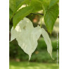 DAVIDIA involucrata (Arbre aux mouchoirs)