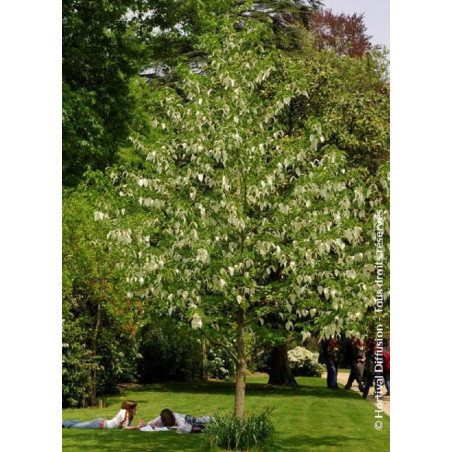 DAVIDIA involucrata (Arbre aux mouchoirs)