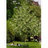 DAVIDIA involucrata