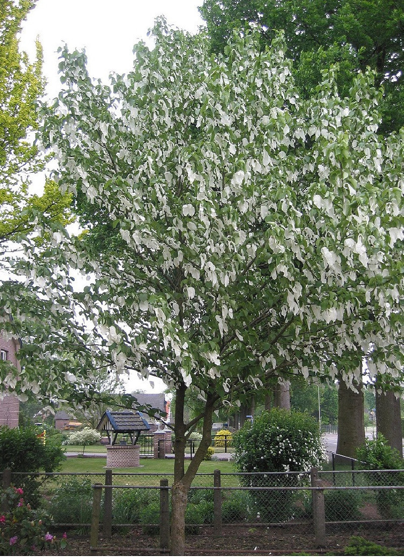 DAVIDIA involucrata VILMORINIANA (Arbre aux mouchoirs) — free download