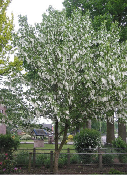 DAVIDIA involucrata VILMORINIANA
