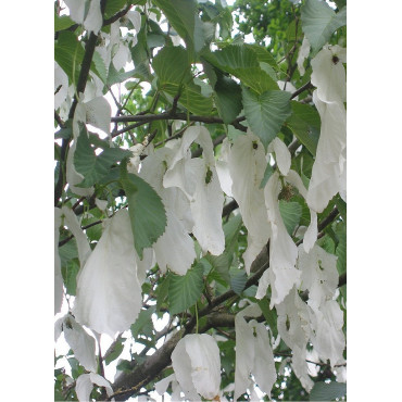 DAVIDIA involucrata VILMORINIANA (Arbre aux mouchoirs)