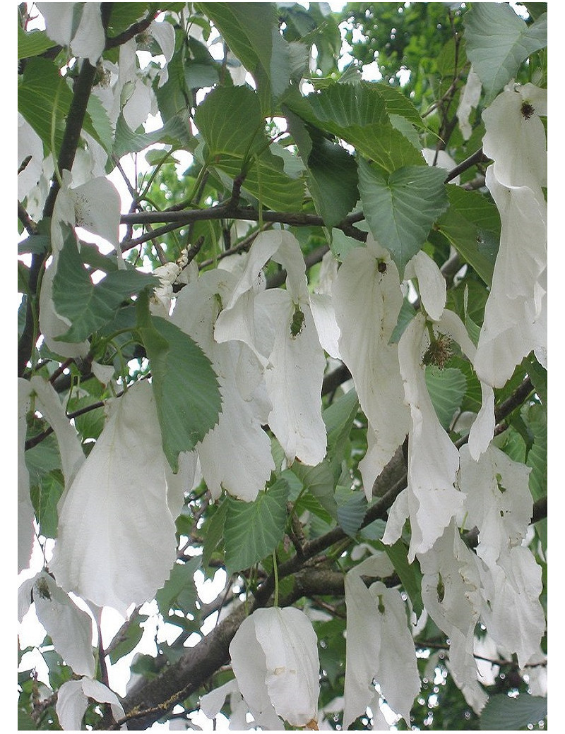 DAVIDIA involucrata VILMORINIANA (Arbre aux mouchoirs)