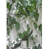 DAVIDIA involucrata VILMORINIANA (Arbre aux mouchoirs)