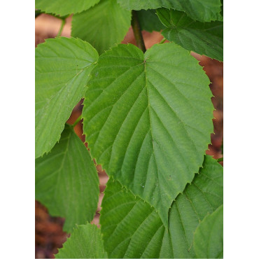 DAVIDIA involucrata VILMORINIANA (Arbre aux mouchoirs)1