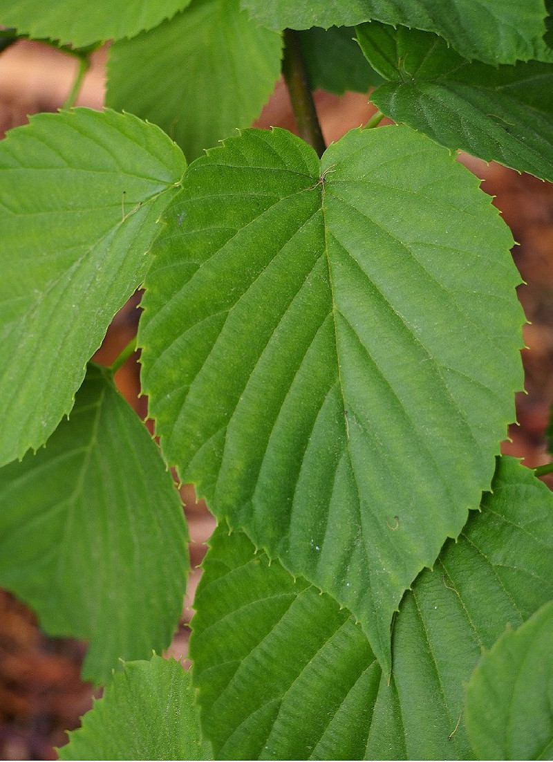 DAVIDIA involucrata VILMORINIANA (Arbre aux mouchoirs) — free download