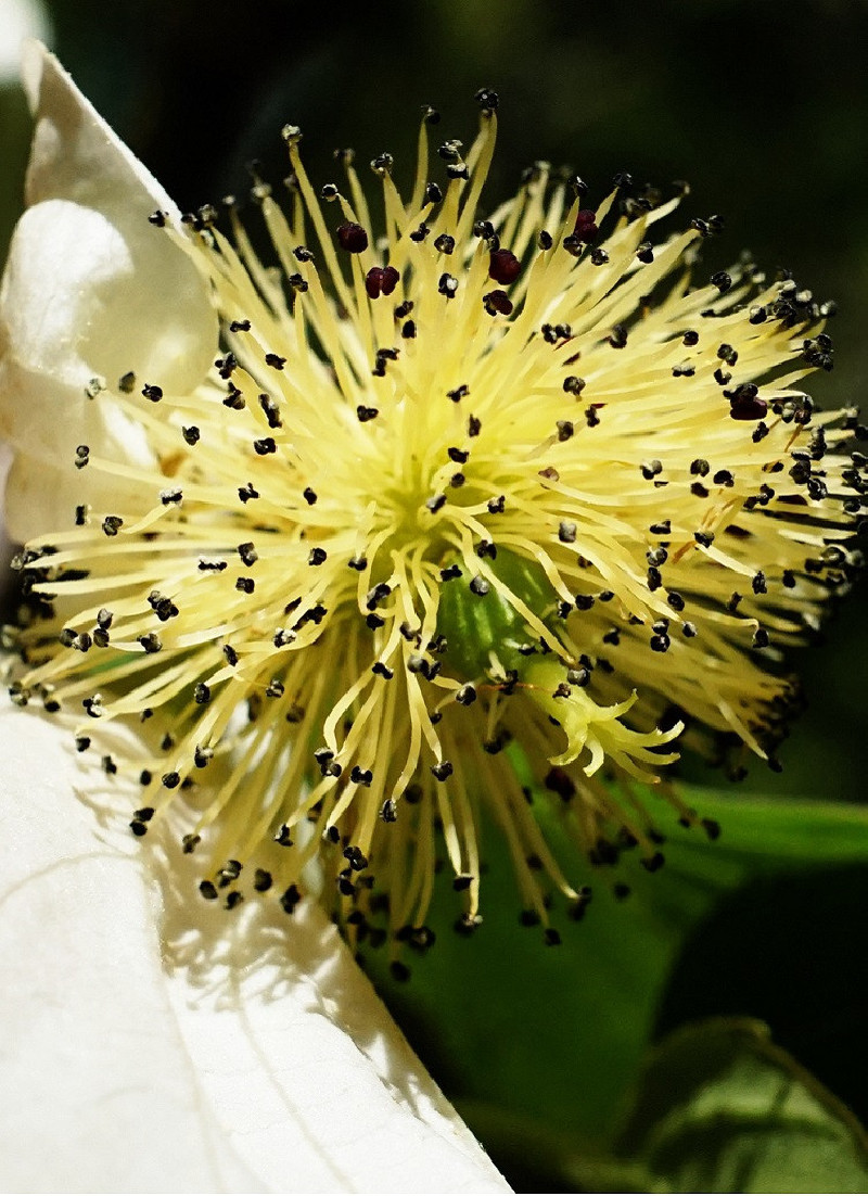 DAVIDIA involucrata VILMORINIANA (Arbre aux mouchoirs) — free download