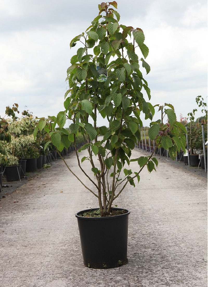 DAVIDIA involucrata VILMORINIANA (Arbre aux mouchoirs) — free download