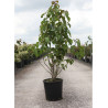 DAVIDIA involucrata VILMORINIANA (Arbre aux mouchoirs) En pot de 15-20 litres forme buisson hauteur 125-150 cm