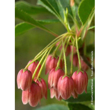 ENKIANTHUS campanulatus (Andromède campanulée)4