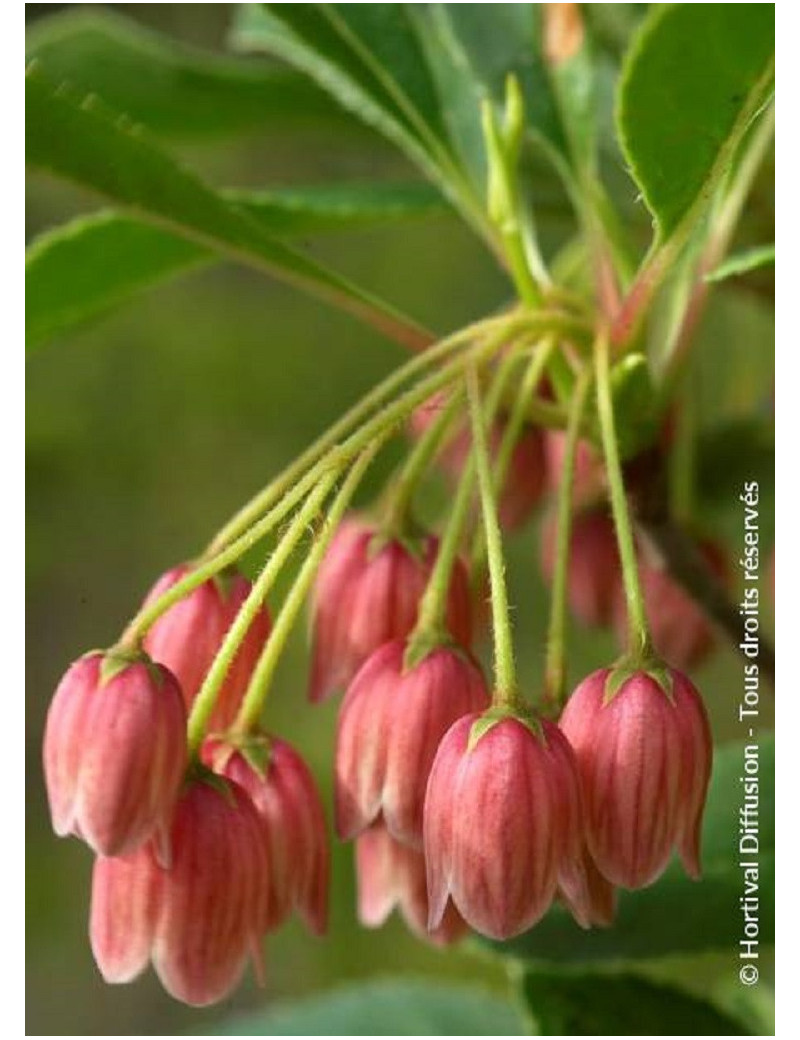 ENKIANTHUS campanulatus (Andromède campanulée)4