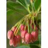 ENKIANTHUS campanulatus (Andromède campanulée)4