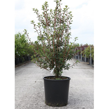 ENKIANTHUS campanulatus (Andromède campanulée) En pot de 15-20 litres forme buisson hauteur 080-100 cm