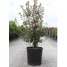 ENKIANTHUS campanulatus (Andromède campanulée) En pot de 15-20 litres forme buisson hauteur 080-100 cm