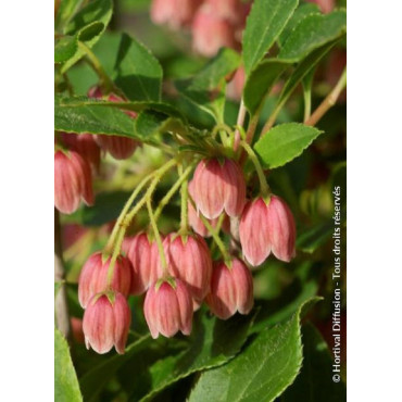 ENKIANTHUS campanulatus (Andromède campanulée)1