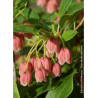 ENKIANTHUS campanulatus (Andromède campanulée)1