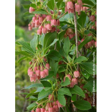 ENKIANTHUS campanulatus (Andromède campanulée)2