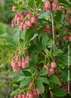 ENKIANTHUS campanulatus