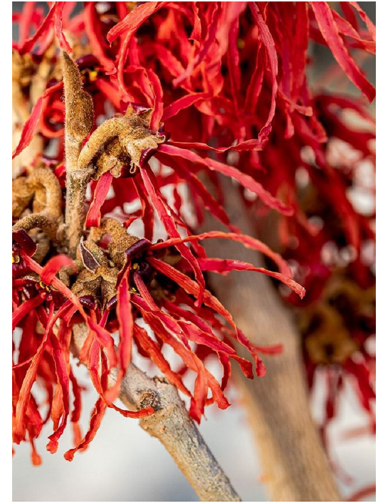 HAMAMELIS intermedia FEUERZAUBER (Hamamélis, Noisetier des sorcières)