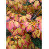 HAMAMELIS intermedia FEUERZAUBER