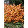 HAMAMELIS intermedia FEUERZAUBER