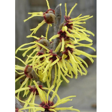 HAMAMELIS intermedia PRIMAVERA (Hamamélis, Noisetier des sorcières)