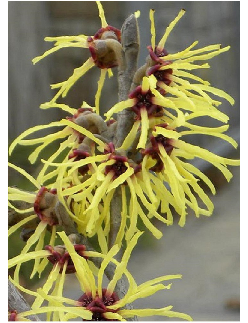 HAMAMELIS intermedia FEUERZAUBER (Hamamélis, Noisetier des sorcières)