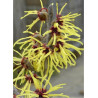 HAMAMELIS intermedia PRIMAVERA (Hamamélis, Noisetier des sorcières)