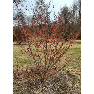 HAMAMELIS intermedia RUBY GLOW (Hamamélis, Noisetier des sorcières)1