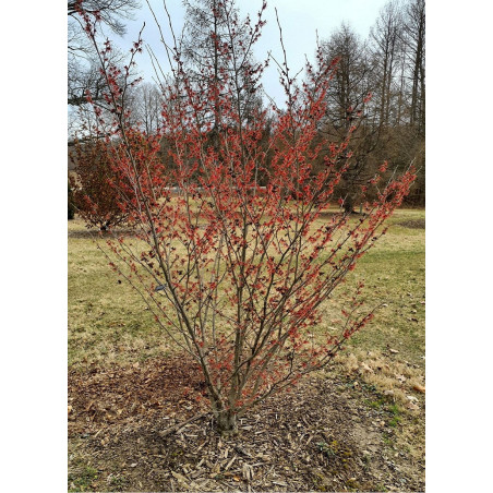 HAMAMELIS intermedia RUBY GLOW (Hamamélis, Noisetier des sorcières)