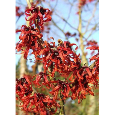 HAMAMELIS intermedia RUBY GLOW (Hamamélis, Noisetier des sorcières)