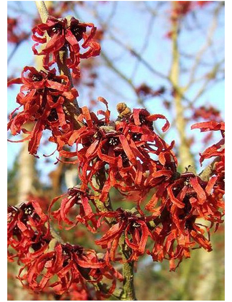 HAMAMELIS intermedia RUBY GLOW (Hamamélis, Noisetier des sorcières)