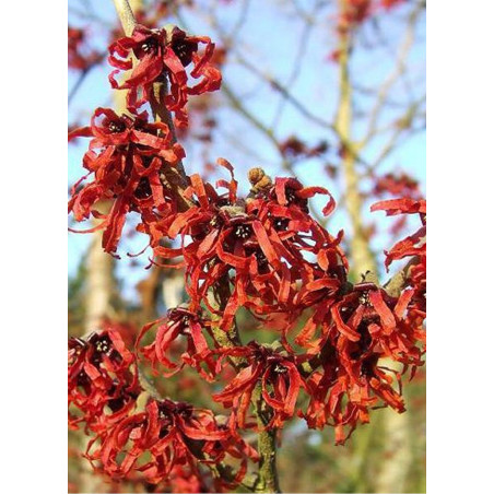 HAMAMELIS intermedia RUBY GLOW (Hamamélis, Noisetier des sorcières)