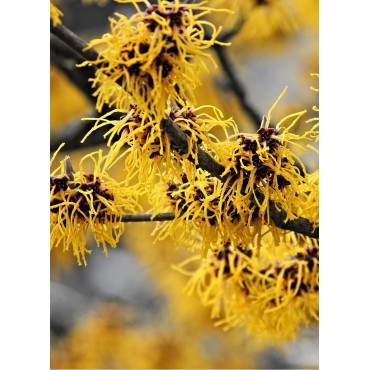 HAMAMELIS intermedia WESTERSTEDE (Hamamélis, Noisetier des sorcières)