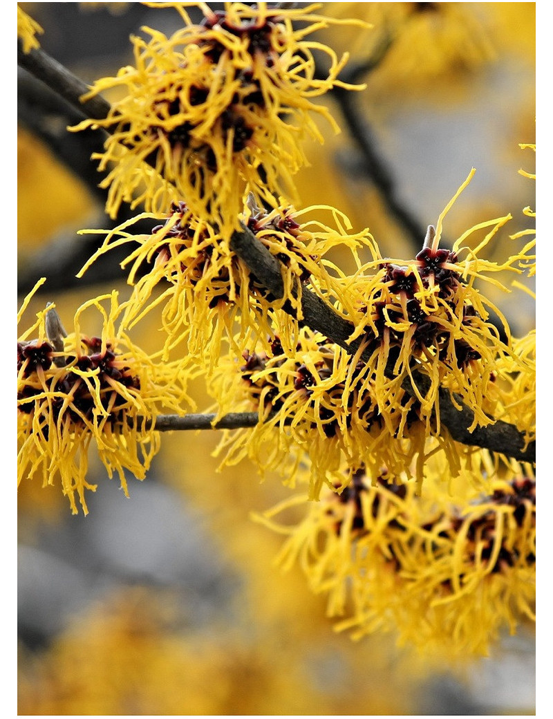 HAMAMELIS intermedia WESTERSTEDE (Hamamélis, Noisetier des sorcières)