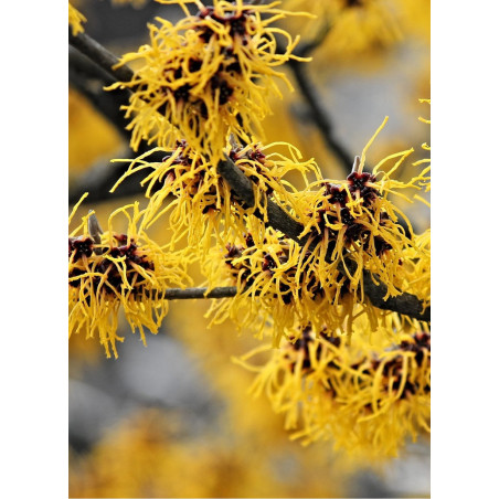 HAMAMELIS intermedia WESTERSTEDE (Hamamélis, Noisetier des sorcières)