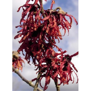 HAMAMELIS intermedia DIANE (Hamamélis, Noisetier des sorcières)