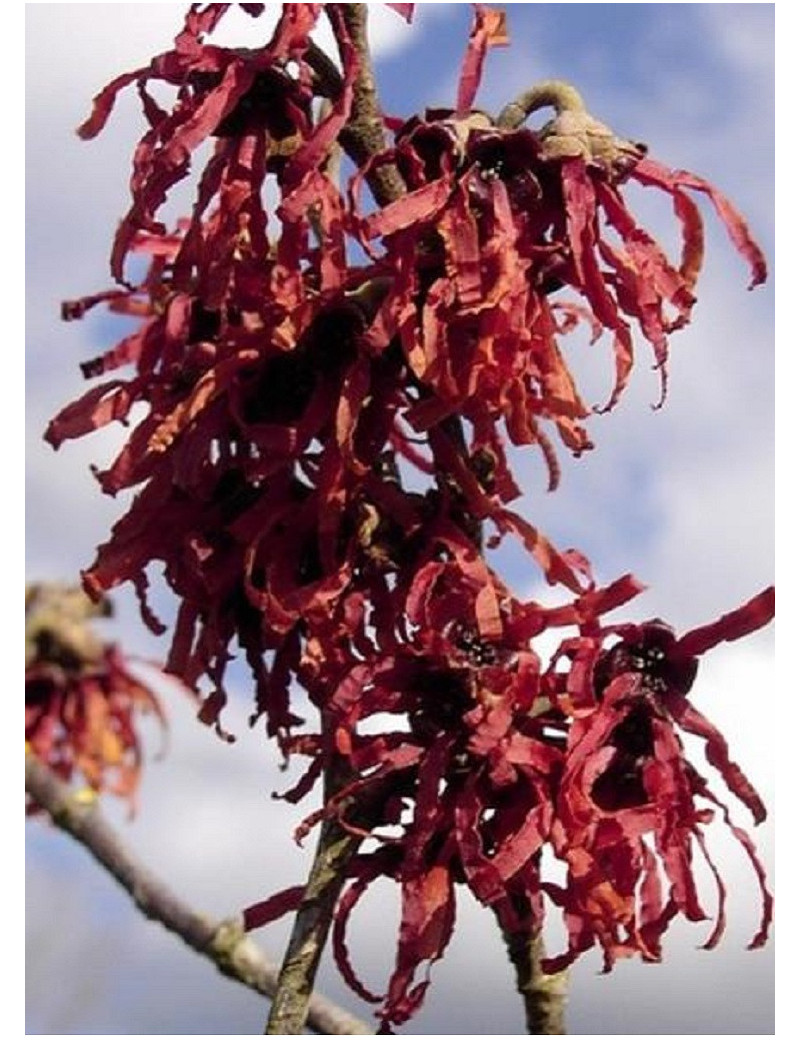 HAMAMELIS intermedia DIANE (Hamamélis, Noisetier des sorcières)