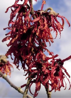 HAMAMELIS intermedia DIANE