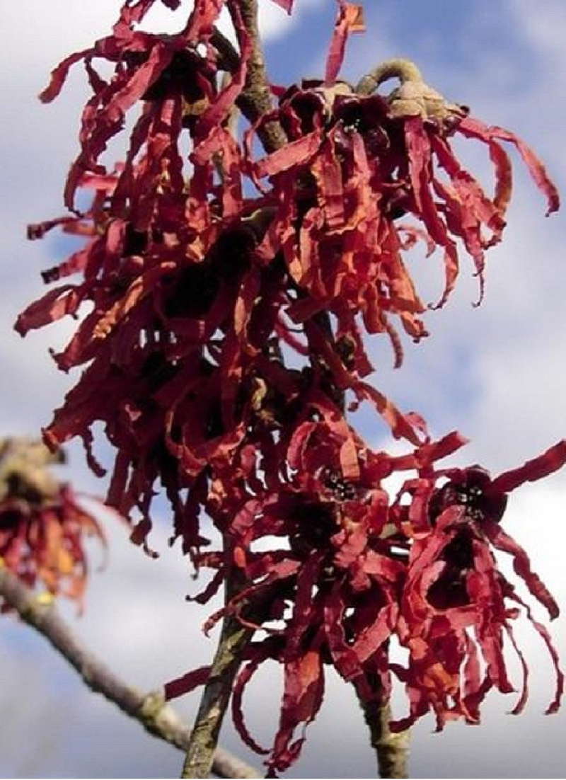 HAMAMELIS intermedia DIANE