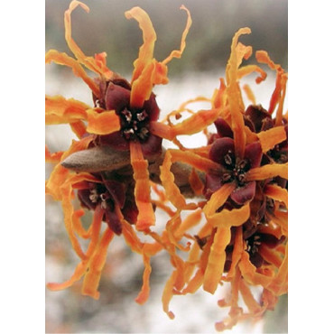 HAMAMELIS intermedia JELENA (Hamamélis, Noisetier des sorcières)