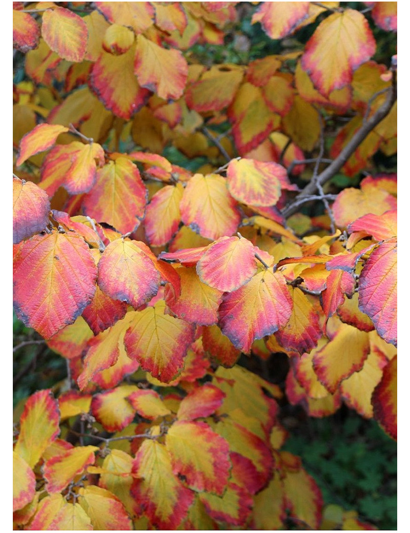 HAMAMELIS intermedia FEUERZAUBER (Hamamélis, Noisetier des sorcières)1