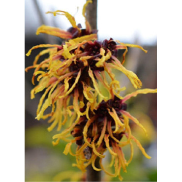 HAMAMELIS intermedia ORANGE BEAUTY (Hamamélis, Noisetier des sorcières)