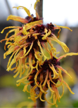 HAMAMELIS intermedia ORANGE BEAUTY