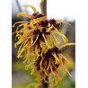 HAMAMELIS intermedia ORANGE BEAUTY (Hamamélis, Noisetier des sorcières)