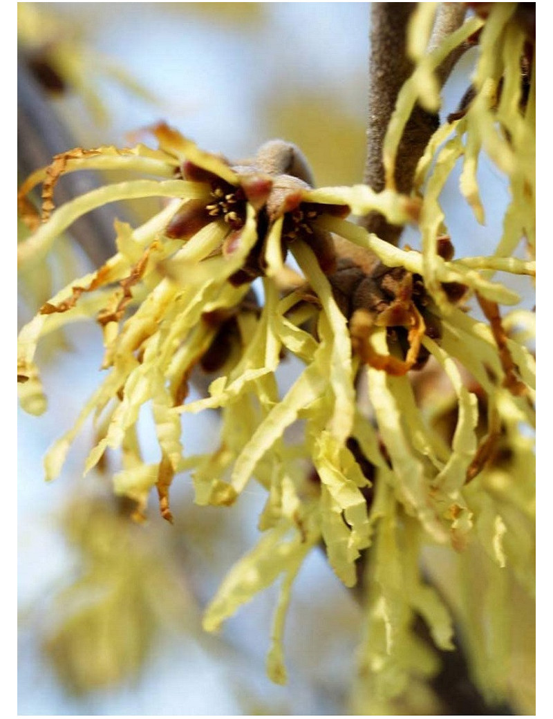 HAMAMELIS intermedia PALLIDA (Hamamélis, Noisetier des sorcières)