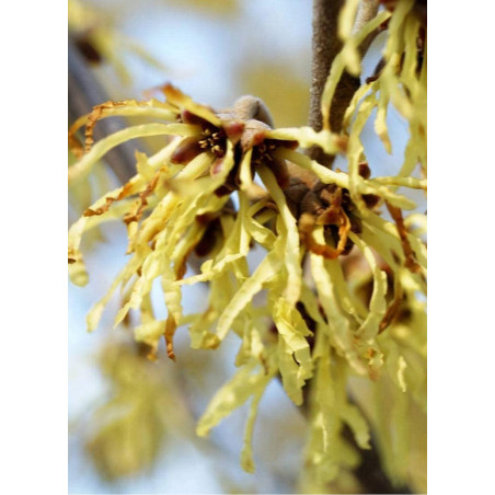 HAMAMELIS intermedia PALLIDA (Hamamélis, Noisetier des sorcières)