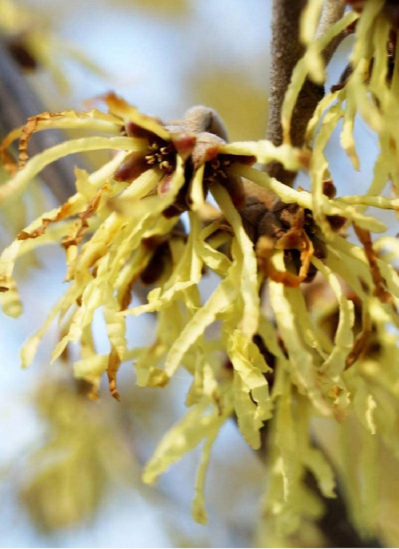 HAMAMELIS intermedia PALLIDA