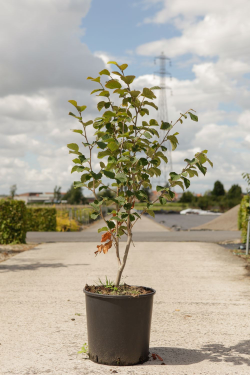 HAMAMELIS intermedia En pot de 15-20 litres  hauteur 080-100 cm