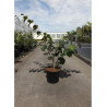 HAMAMELIS intermedia En pot de 7-10 litres